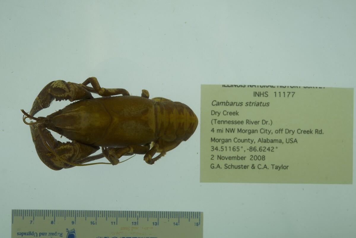 Cambarus image